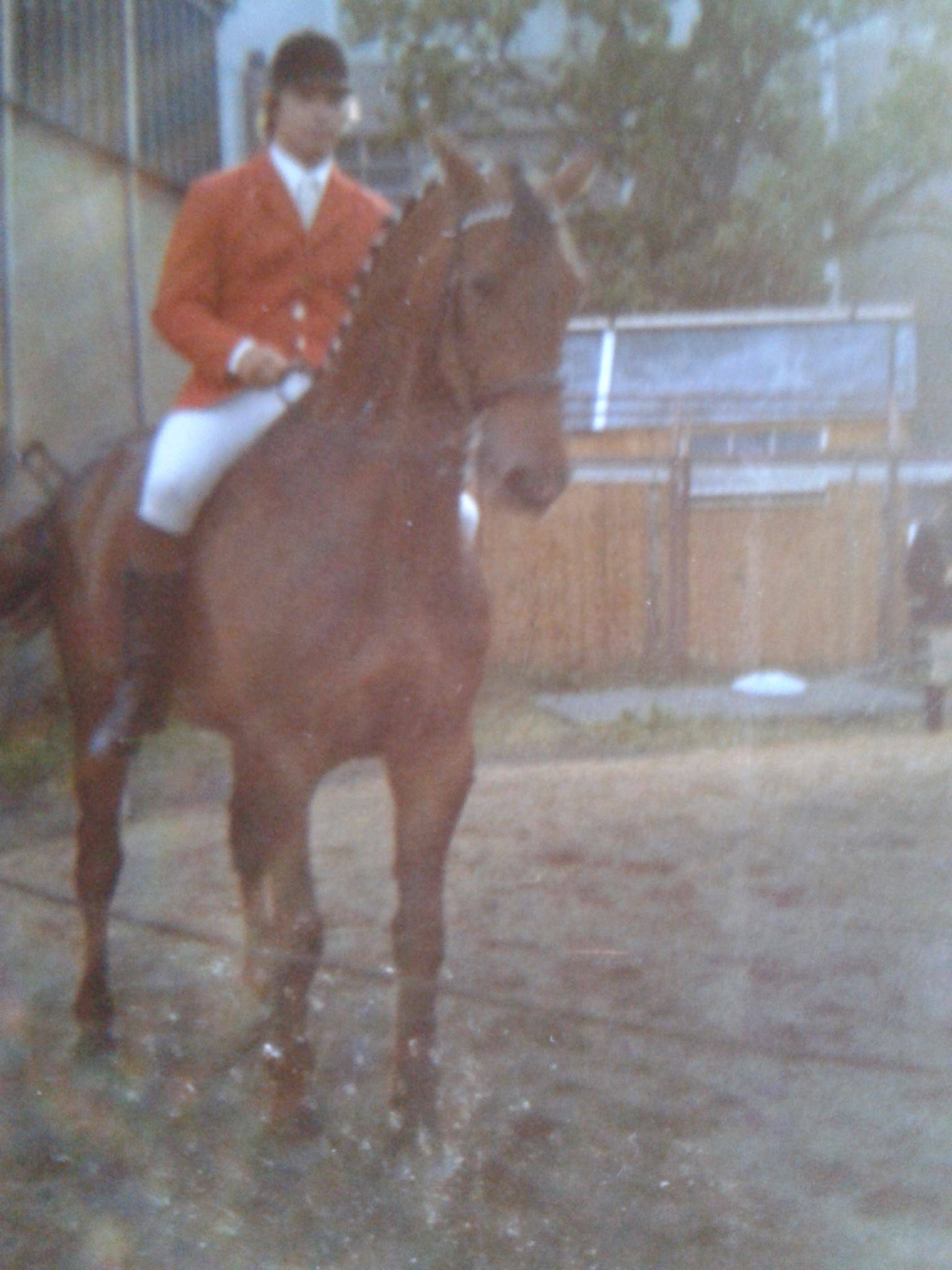 Hendrik Snoek - Showjumping Rider